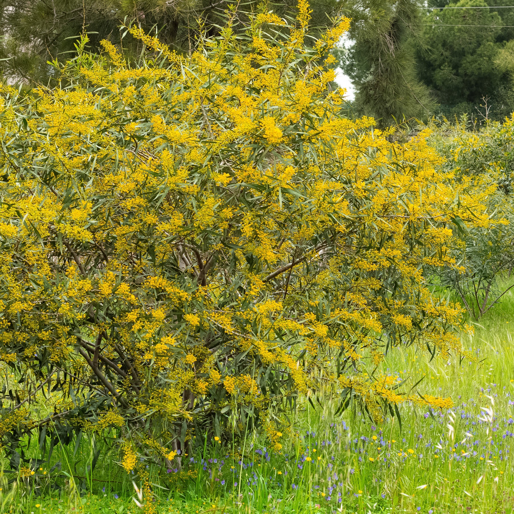 Mimosa des 4 saisons - Acacia retinodes