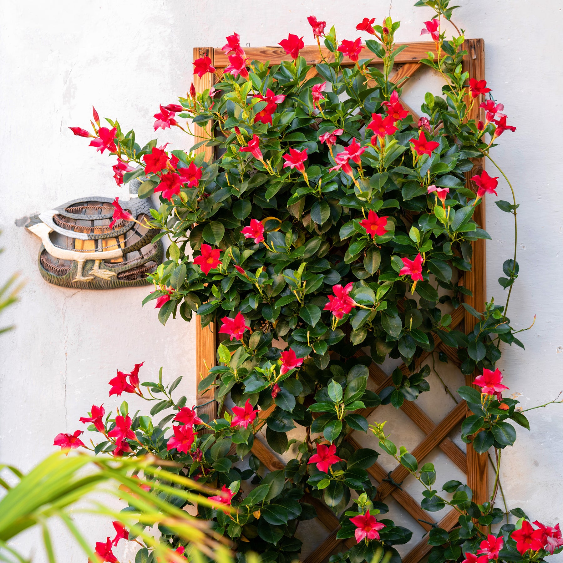 Jasmin du Brésil rouge - Dipladenia - Dipladenia