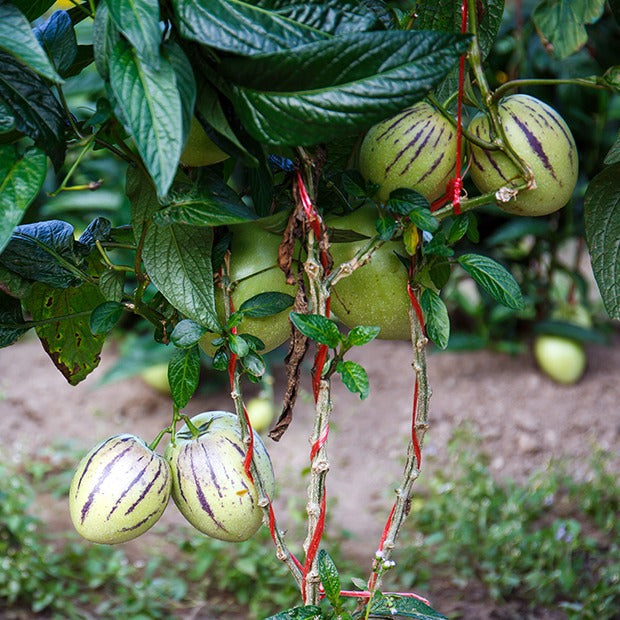 Poire-melon - Solanum muricatum - Willemse