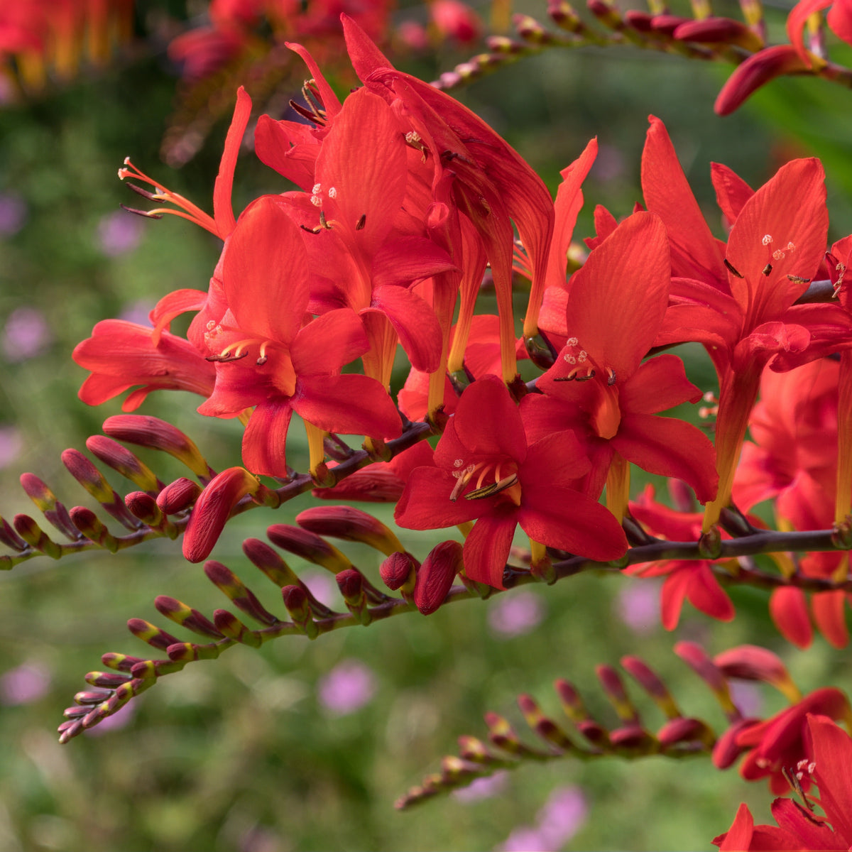 15 Crocosmias rouges - Crocosmia red - Willemse