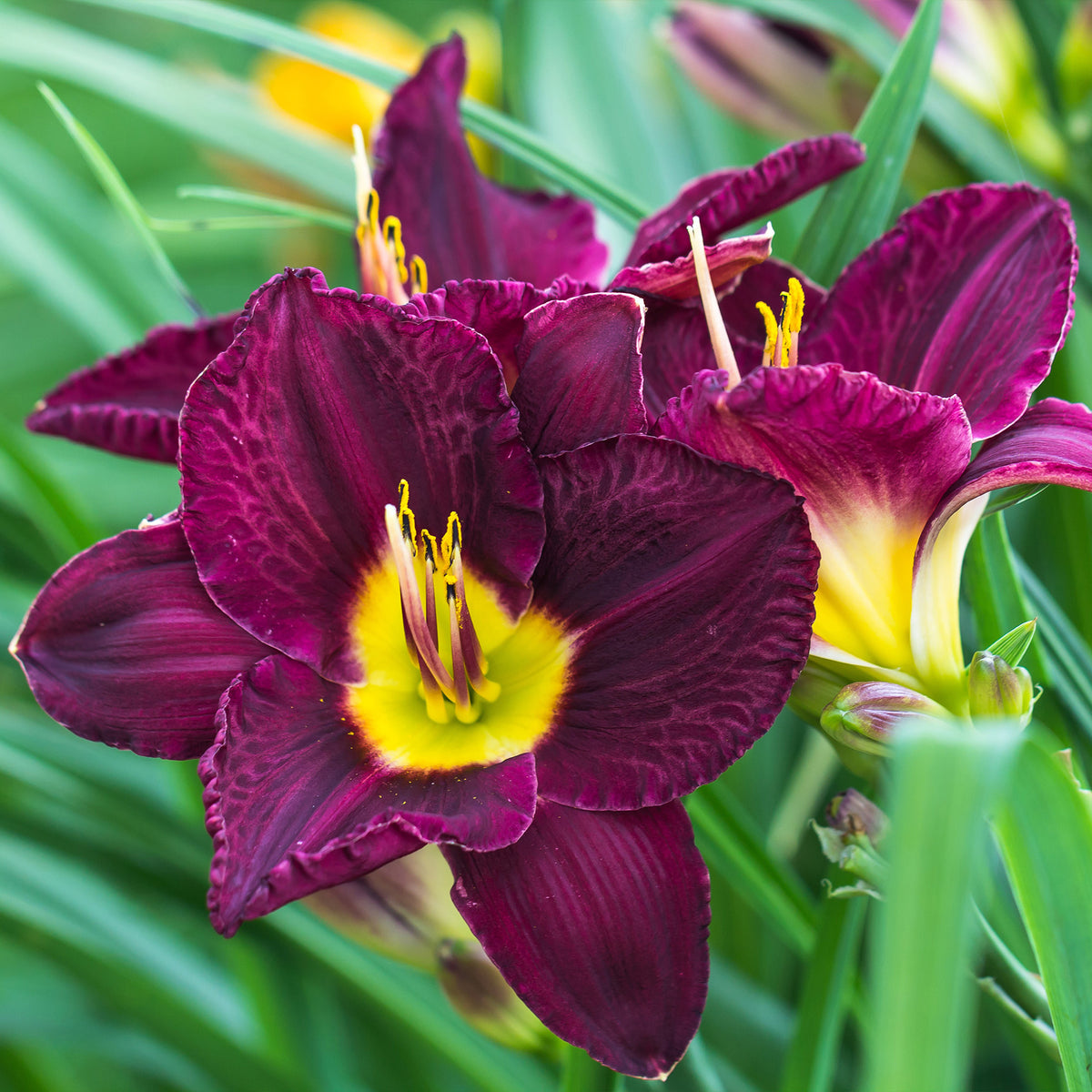 5 Lis perpétuels en mélange - Hemerocallis - Willemse