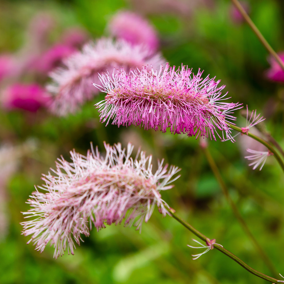 3 Pimprenelles roses - Sanguisorbe - Sanguisorba obtusa - Willemse