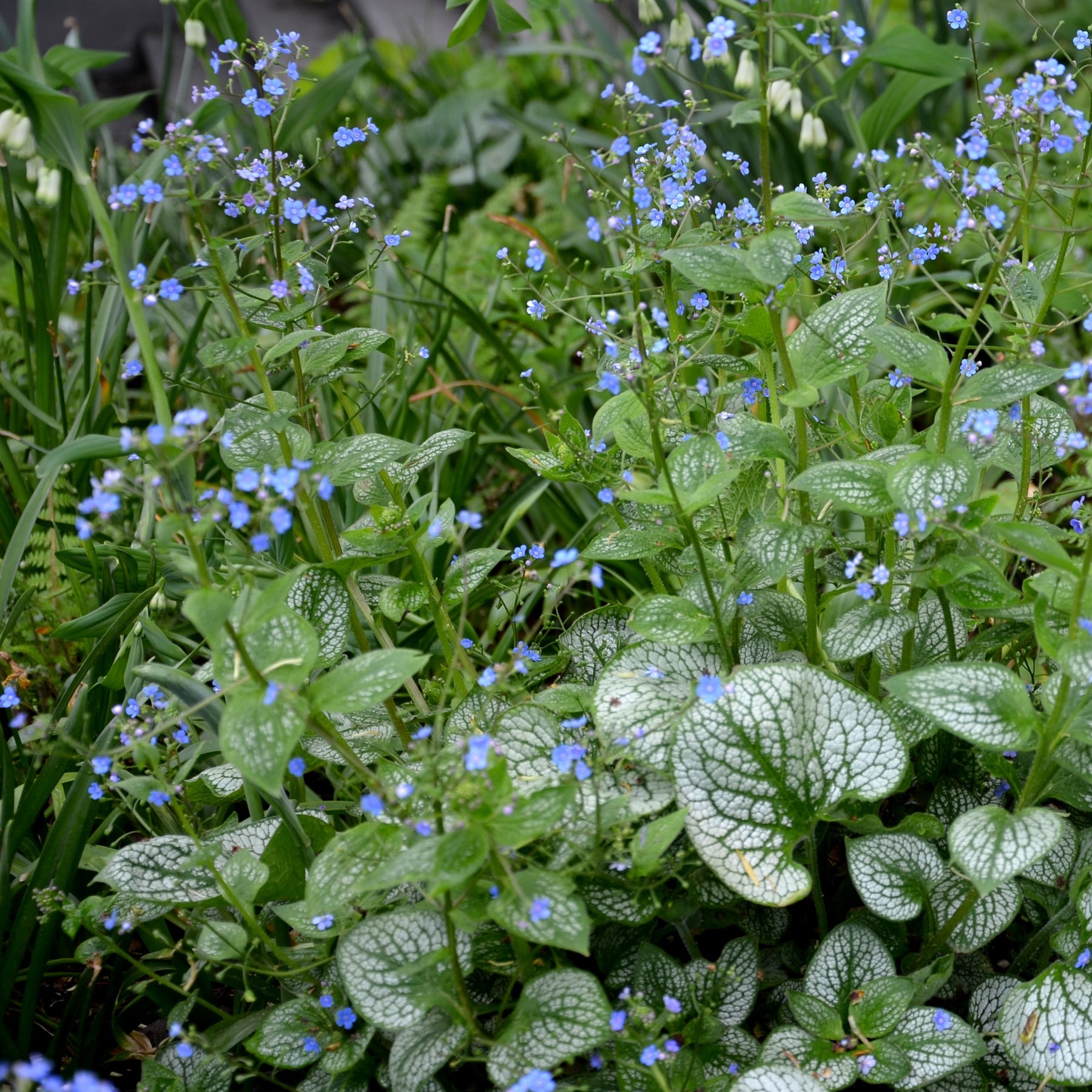 Myosotis du Caucase Emerald Mist