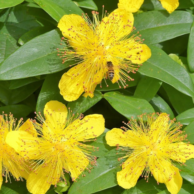 5 Millepertuis - Hypericum calycinum - Willemse