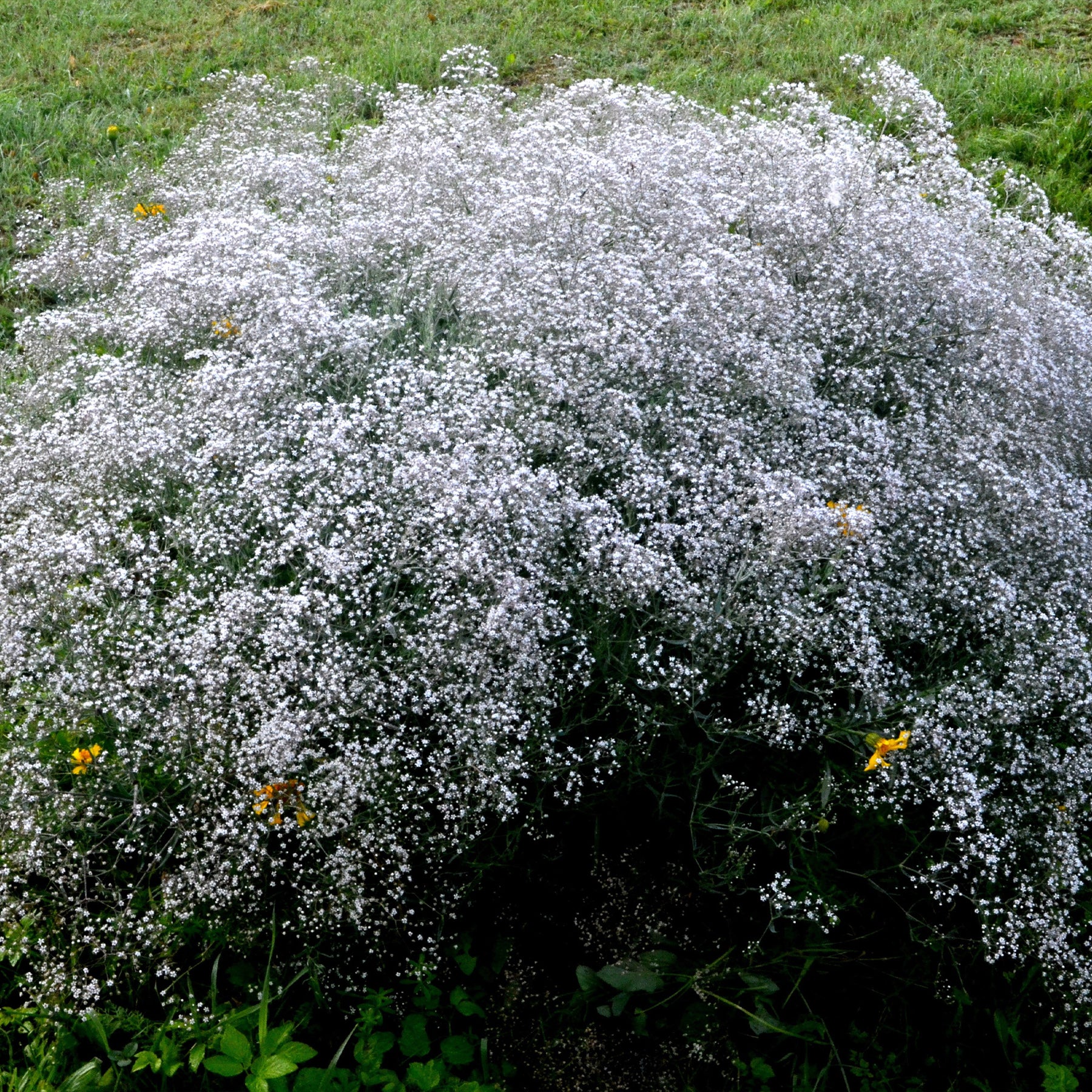 3 Gypsophiles blanche - Gypsophila paniculata