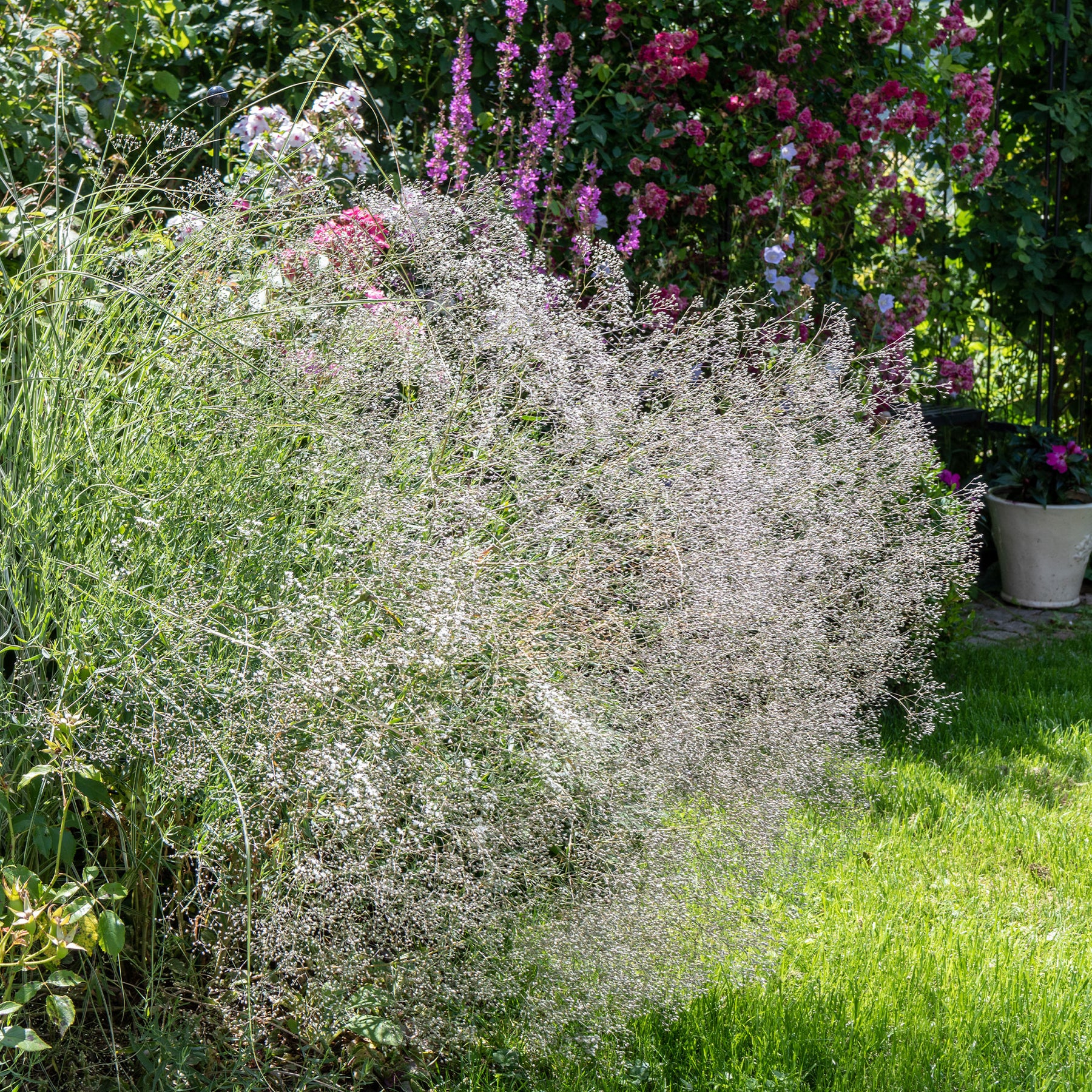 Gypsophile paniculée - Plantes d'extérieur