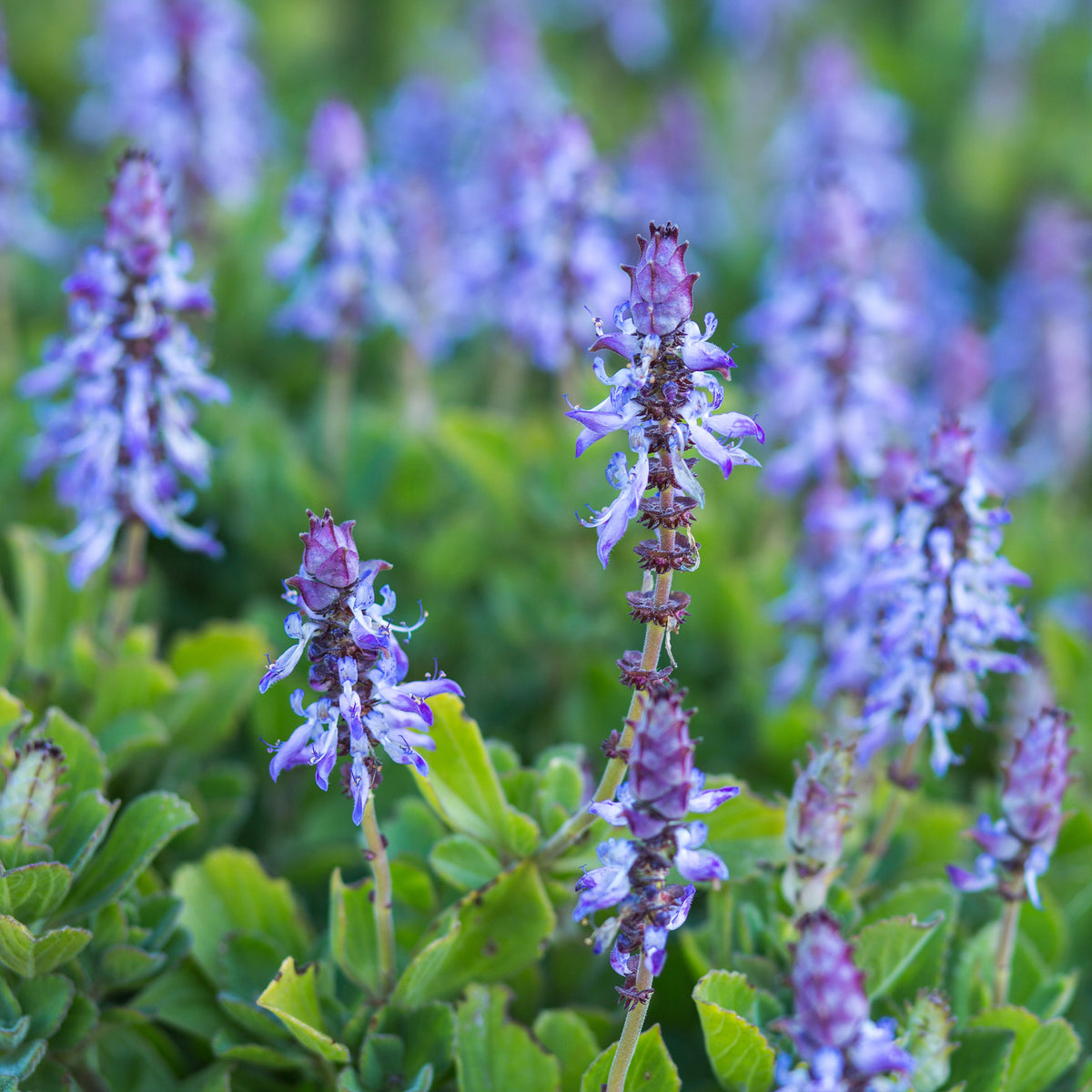 3 Terreurs des chats - Coleus canina - Willemse