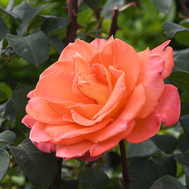 Rosier grimpant Métanoïa - Rosa metanoia