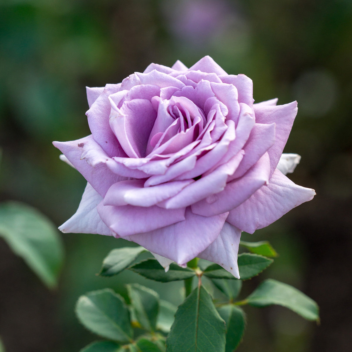 Rosier buisson violet - Rosa