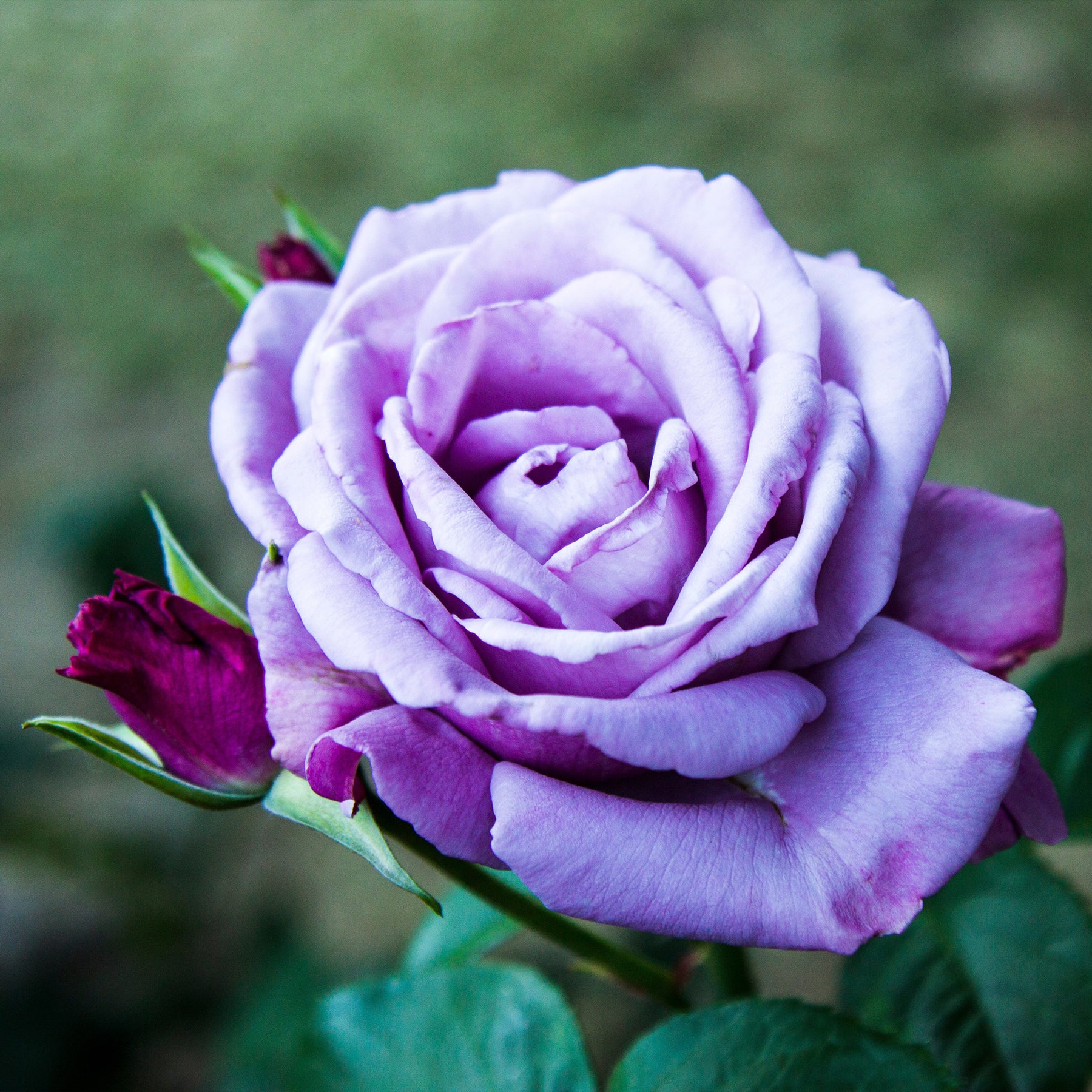 Rosier buisson violet - Rosa