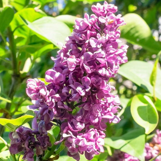 Lilas double rouge - Syringa vulgaris Charles Joly - Plantes