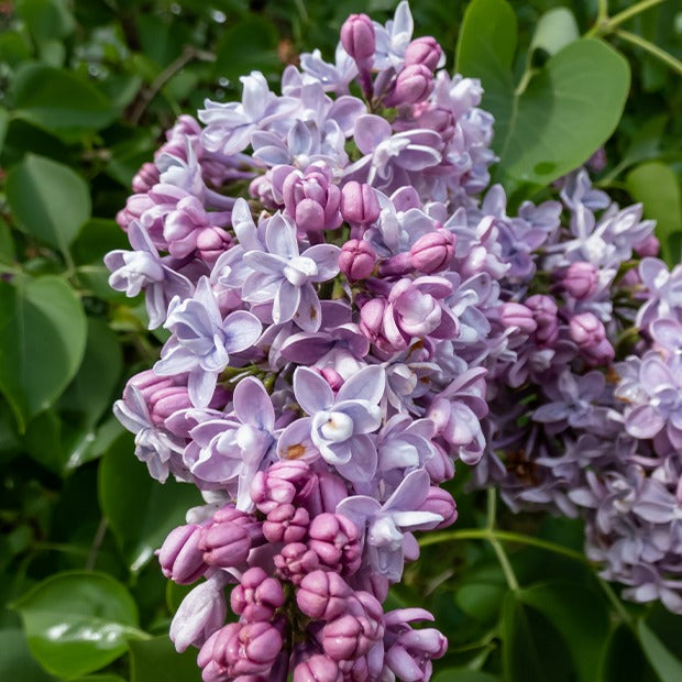Collection de 4 Lilas doubles : bleu, rouge, lilas, blanc - Syringa vulgaris - Willemse