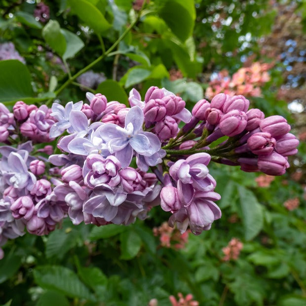 Lilas double bleu - Syringa vulgaris Katherine Havemeyer - Arbustes