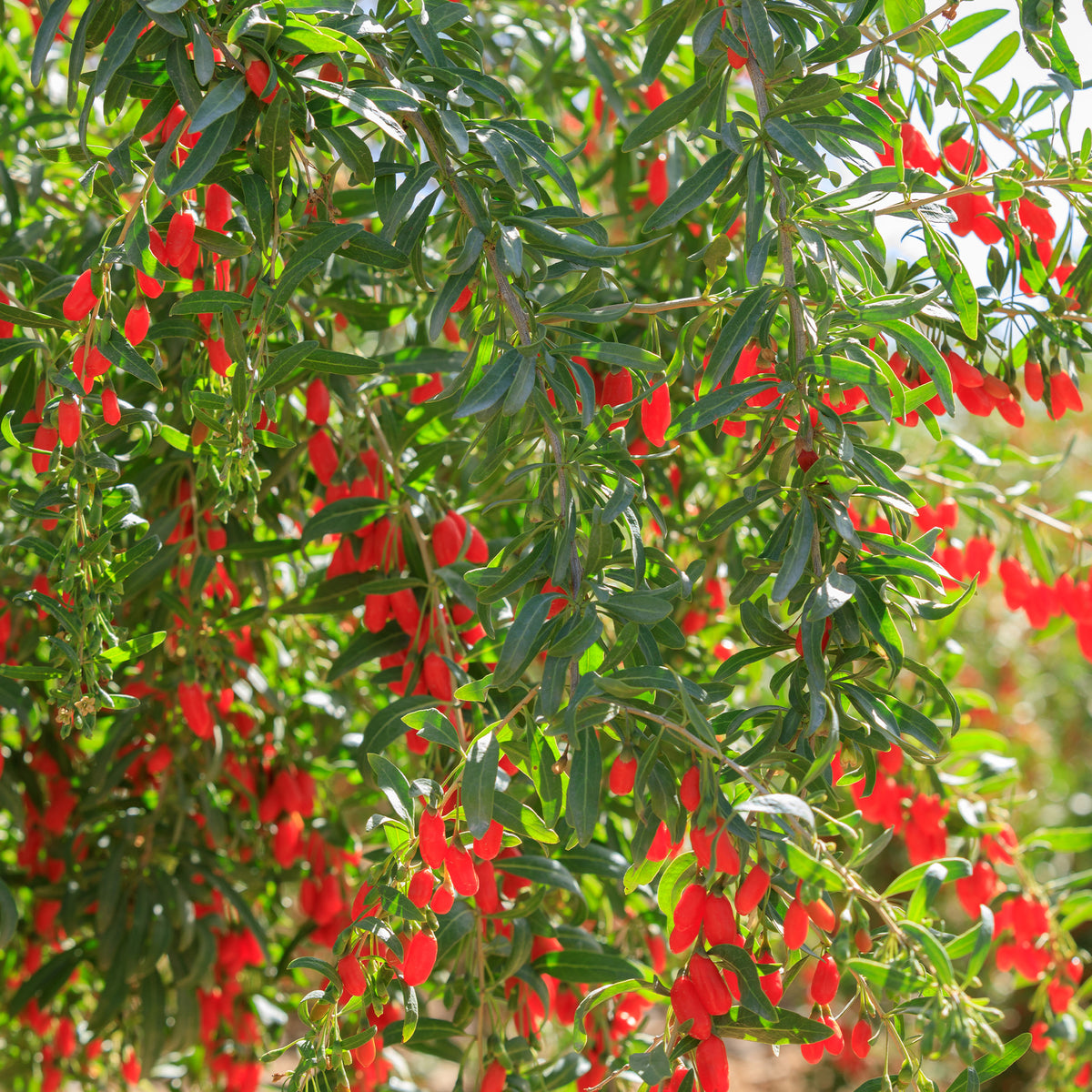 Baie de Goji - Lycium barbarum - Willemse