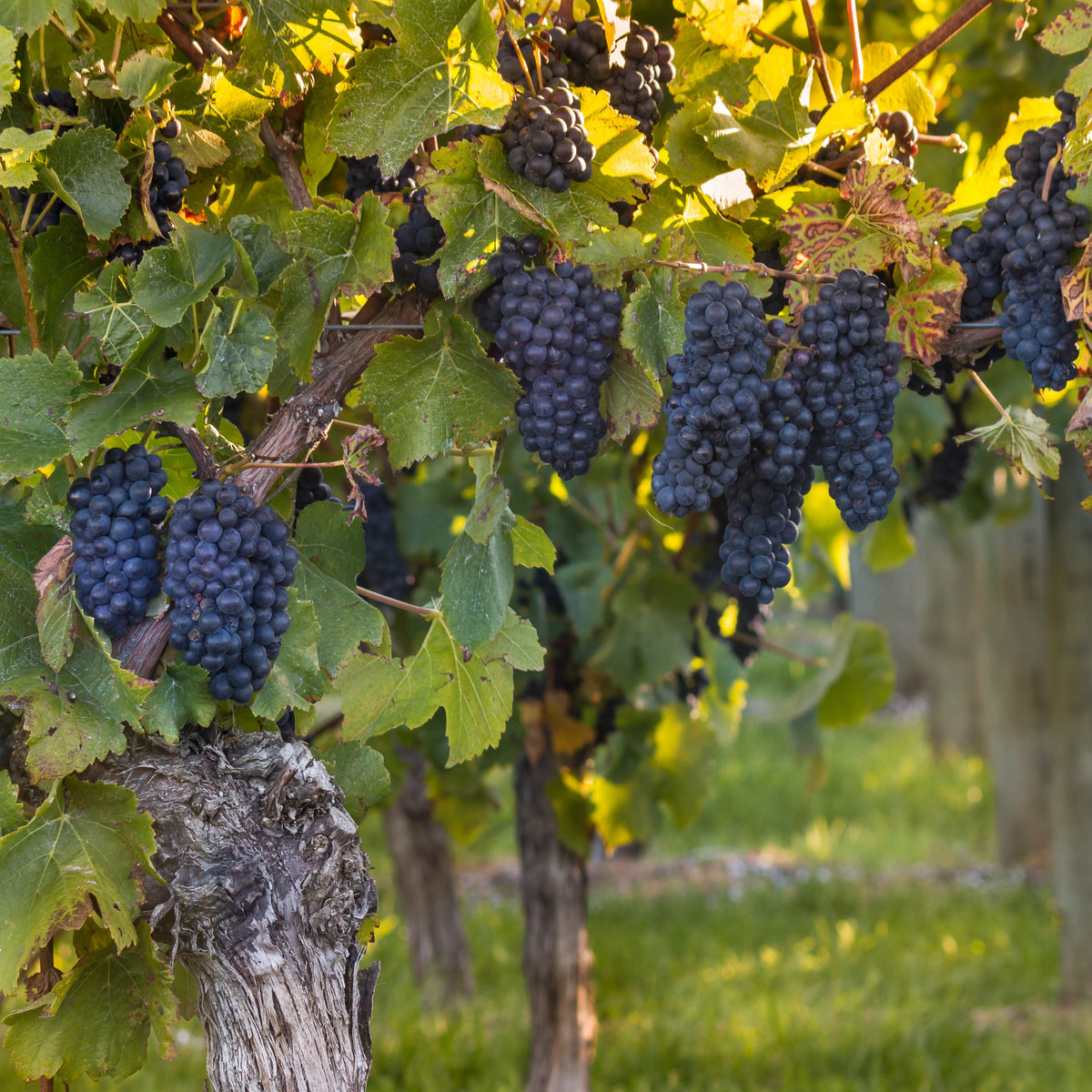 Vigne Muscat de Hambourg - Vitis vinifera muscat de hambourg