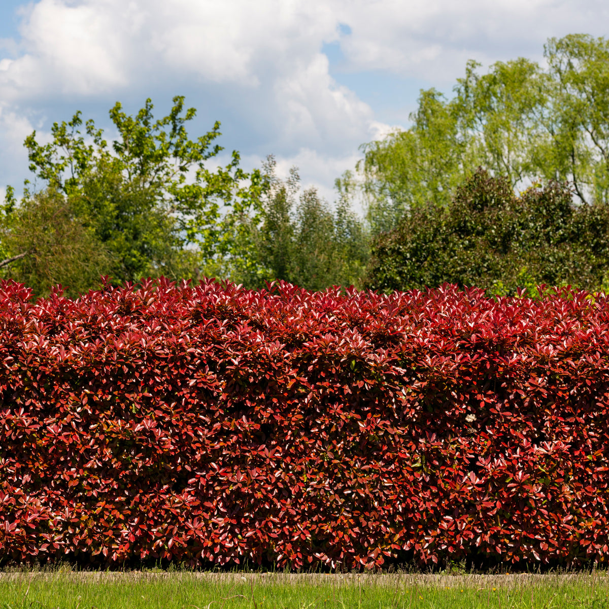 Photinia fraseri Red Robin - Haie de 3 Photinias Red Robin - Photinia