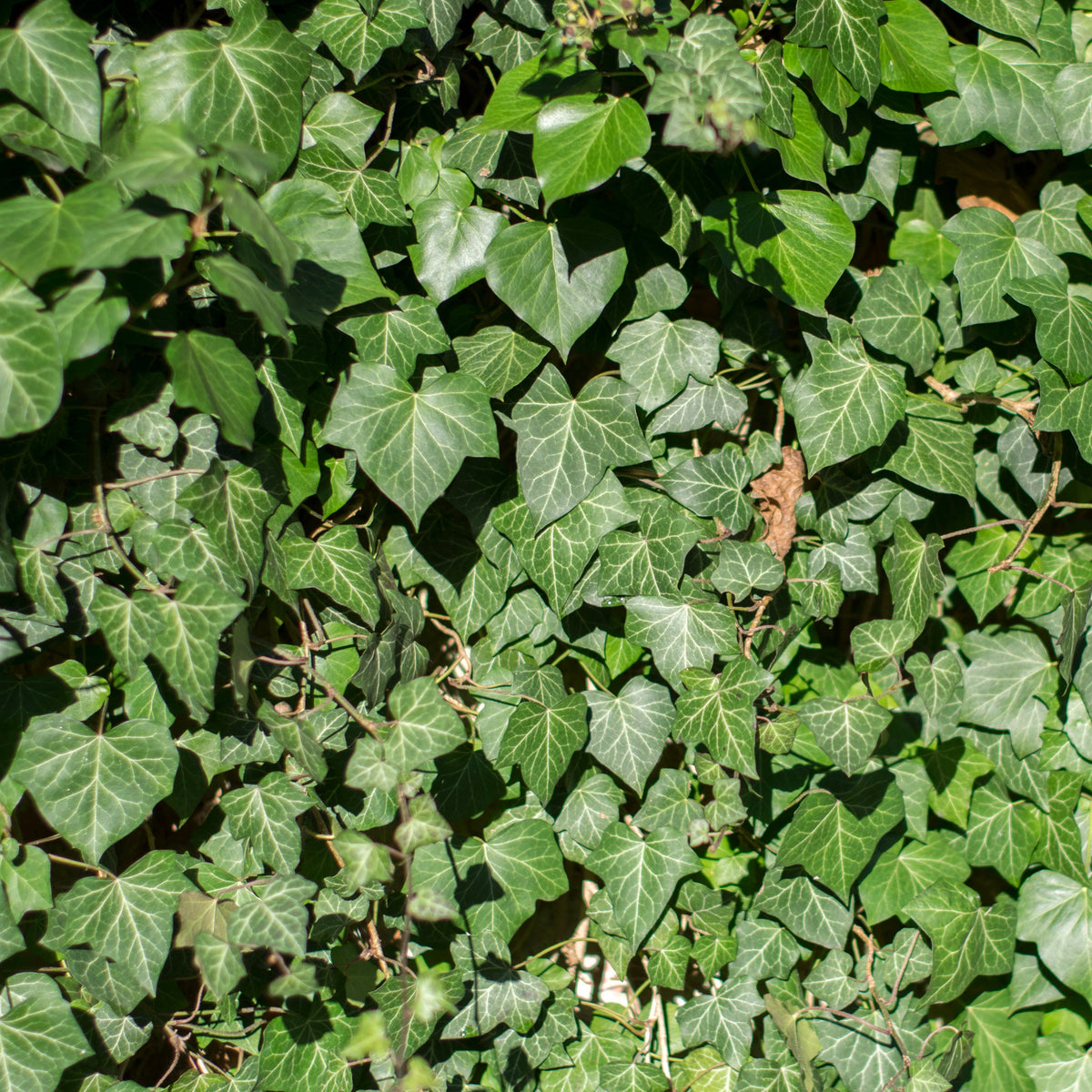 3 Lierres d'Irlande - Hedera hibernica - Willemse