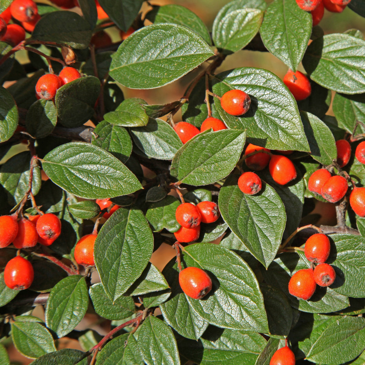Collection Haie aux oiseaux - Cotoneaster franchetii, Amelanchier lamarckii, Euonymus europaeus, Symphoricarpos doorenbosii - Willemse