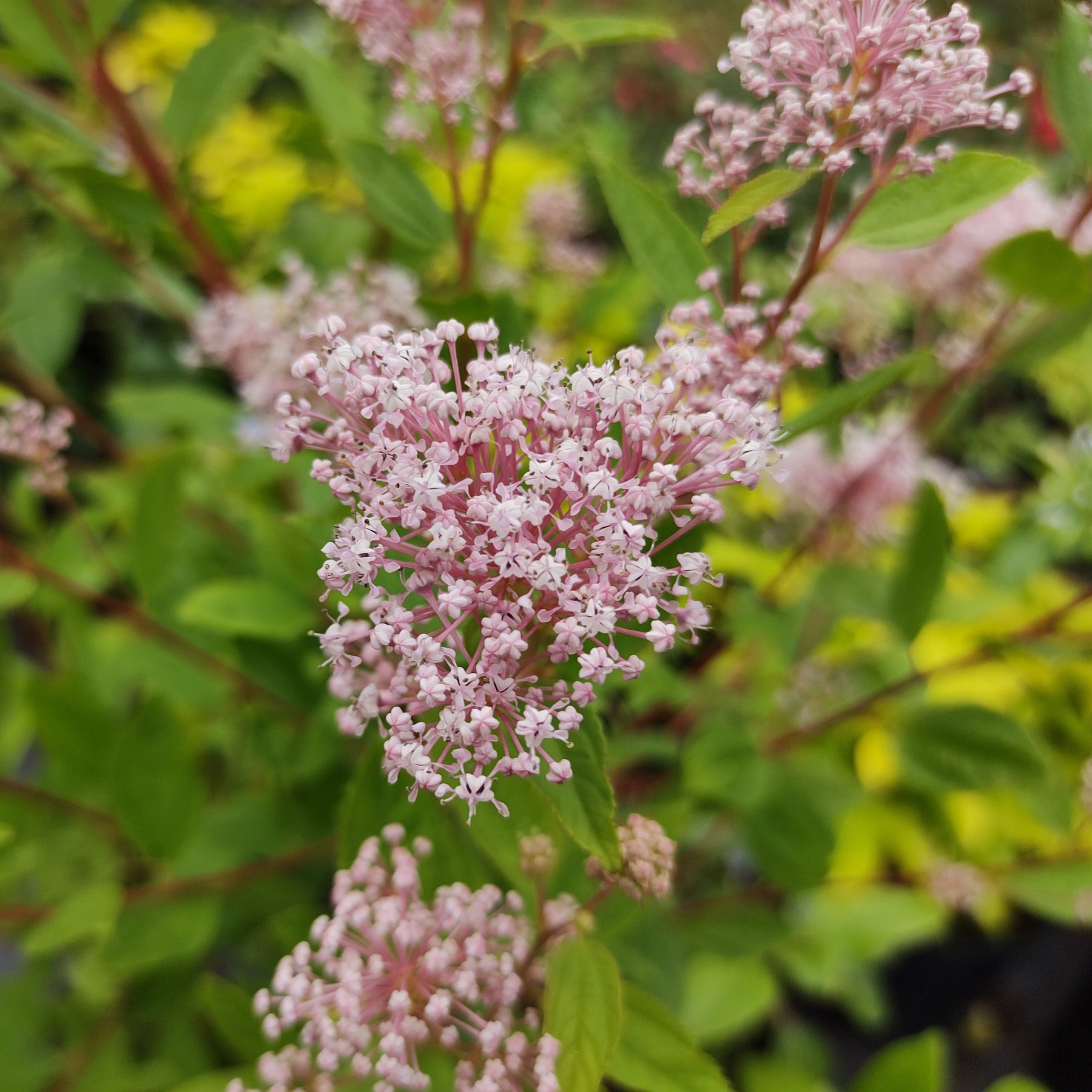 Céanothe Marie Simon - Ceanothus x pallidus marie simon - Plantes