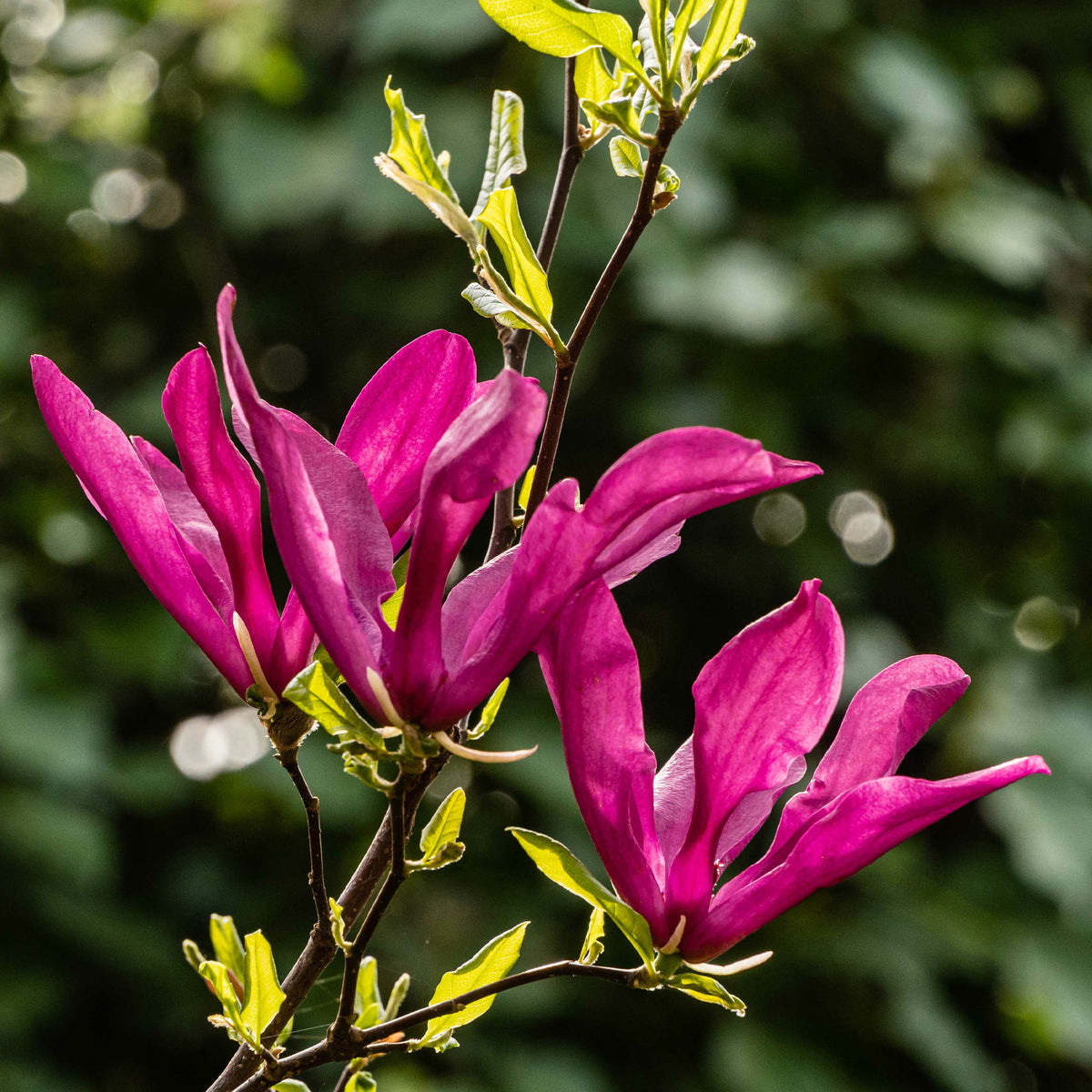 Magnolia Susan - Magnolia Susan - Willemse