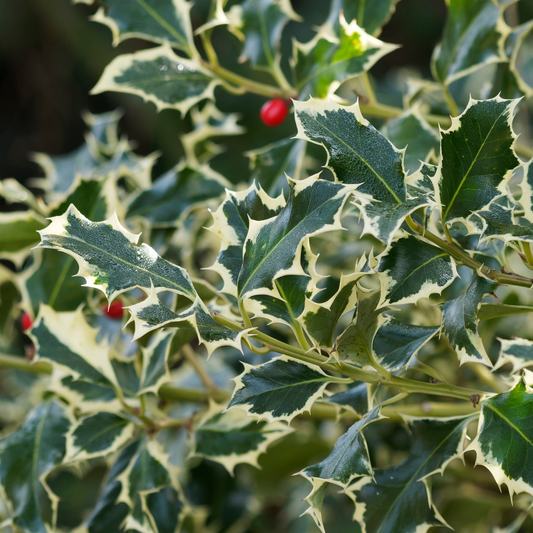 Houx argenté sur tige - Ilex aquifolium Argentea Marginata - Arbustes