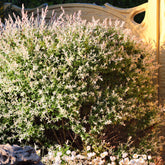 Saule crevette en buisson - Salix integra hakuro nishiki