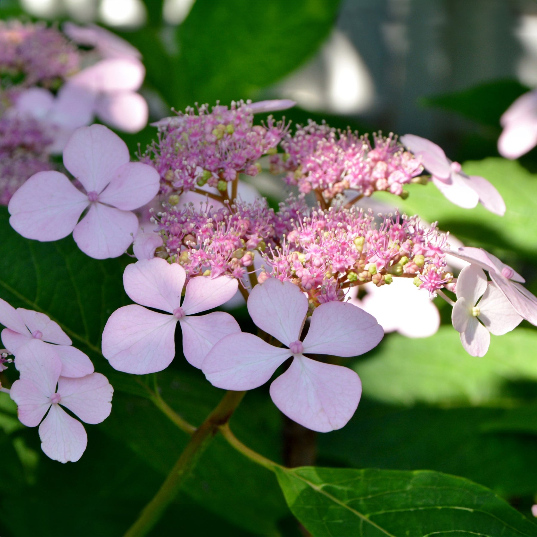 Hortensia été indien