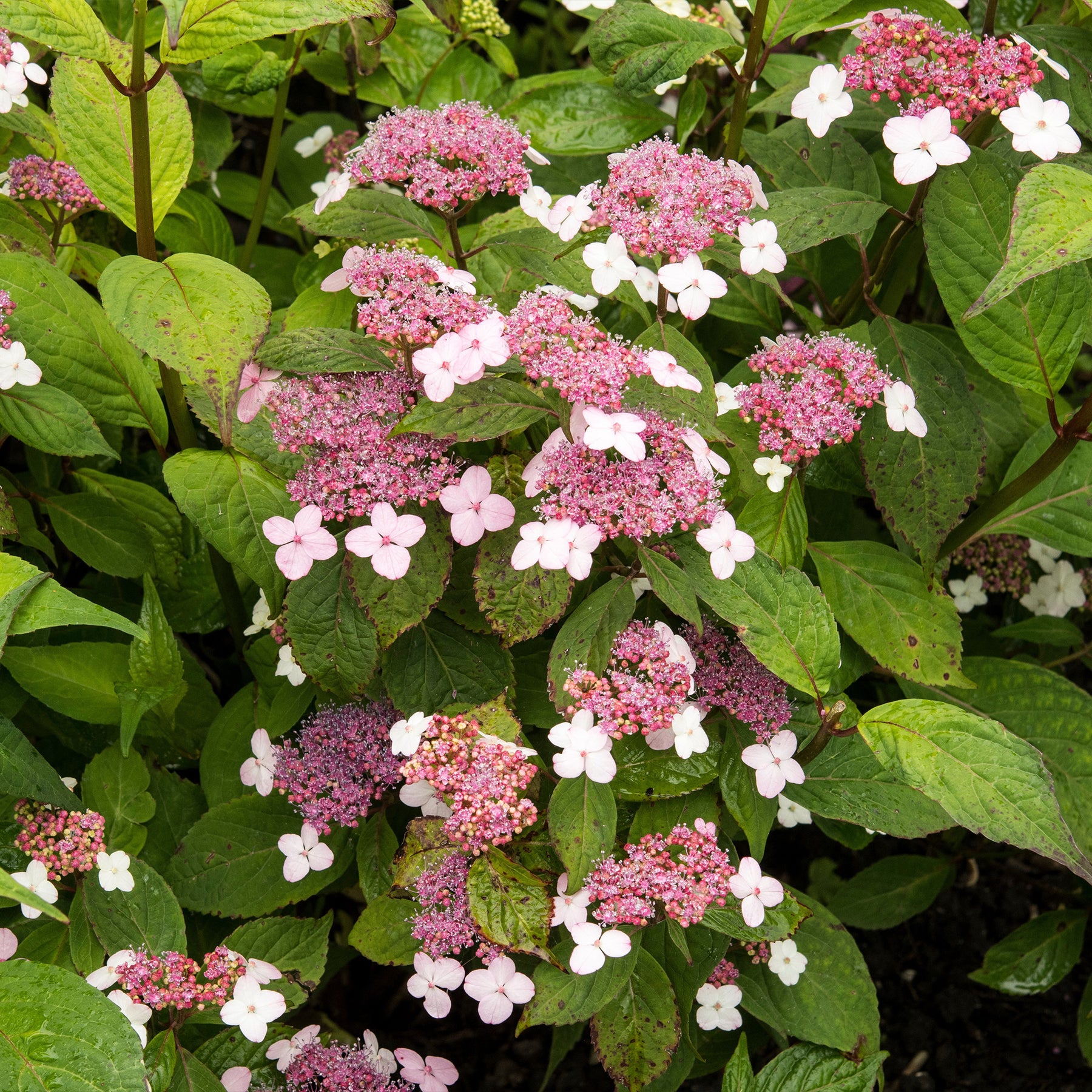 Hortensia été indien