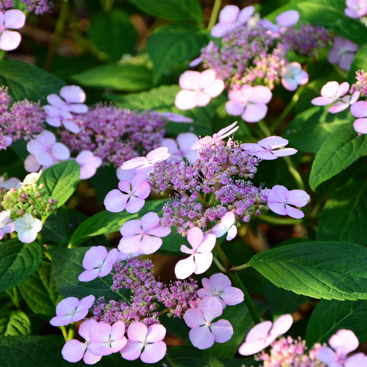 Hortensia été indien - Hydrangea serrata Indian Summer - Willemse