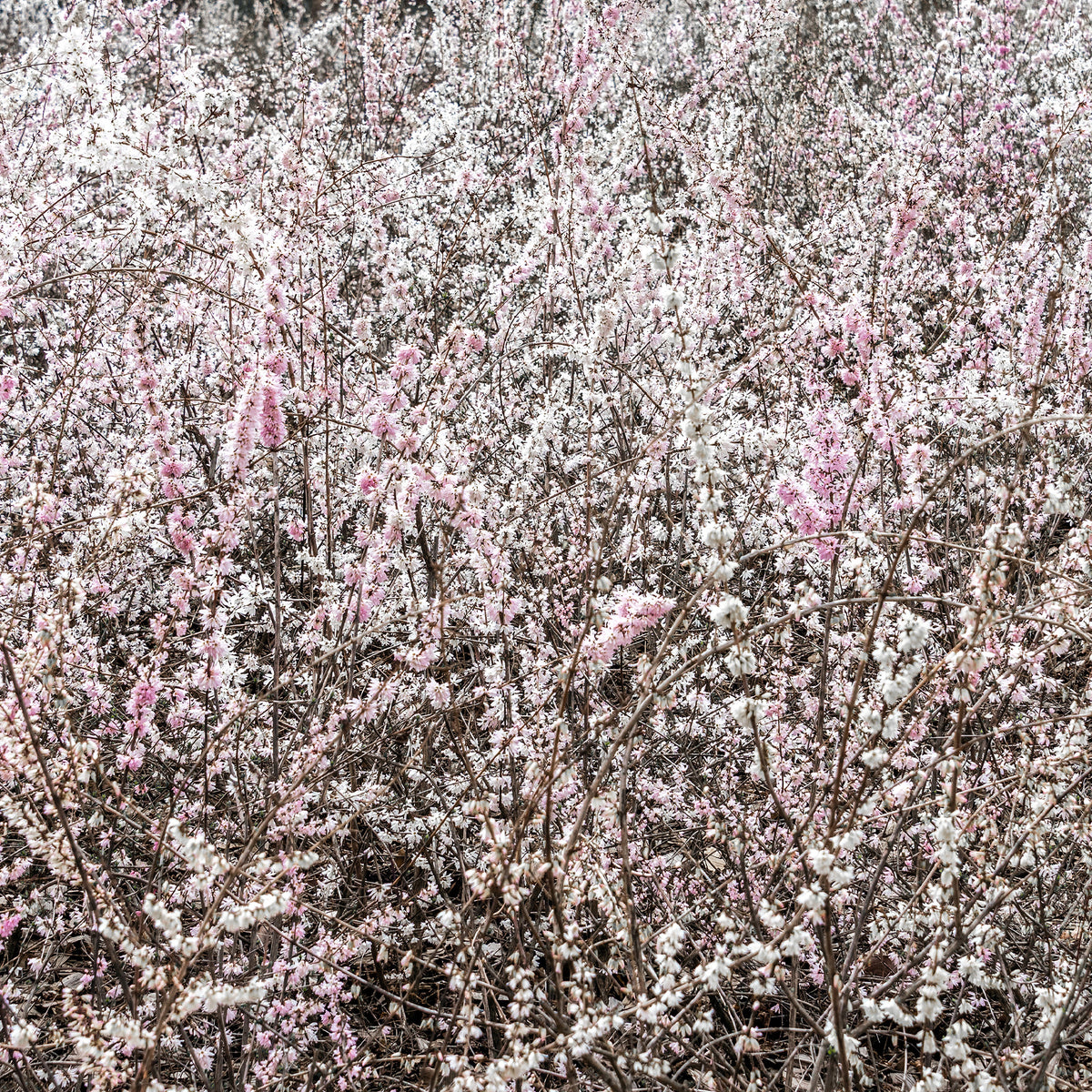 Forsythias blanc et rose - Abeliophyllum distichum - Willemse