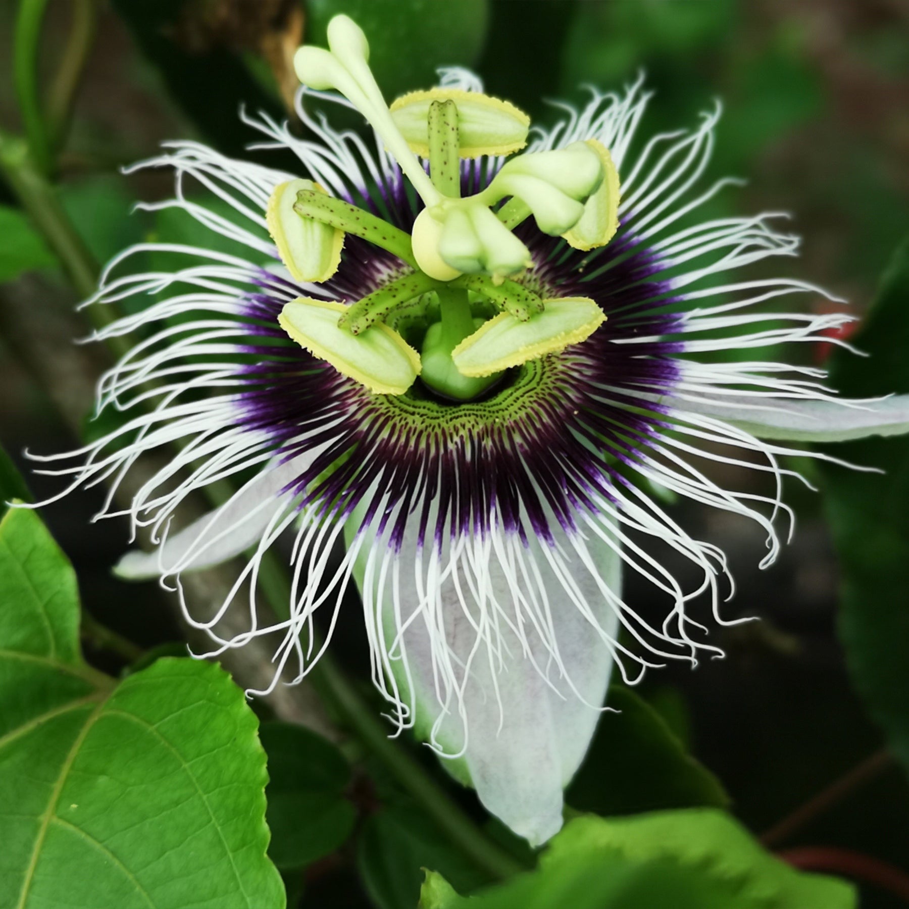 Fruit de la passion Frederick - Passiflora edulis frederick - Fruitiers Arbres et arbustes