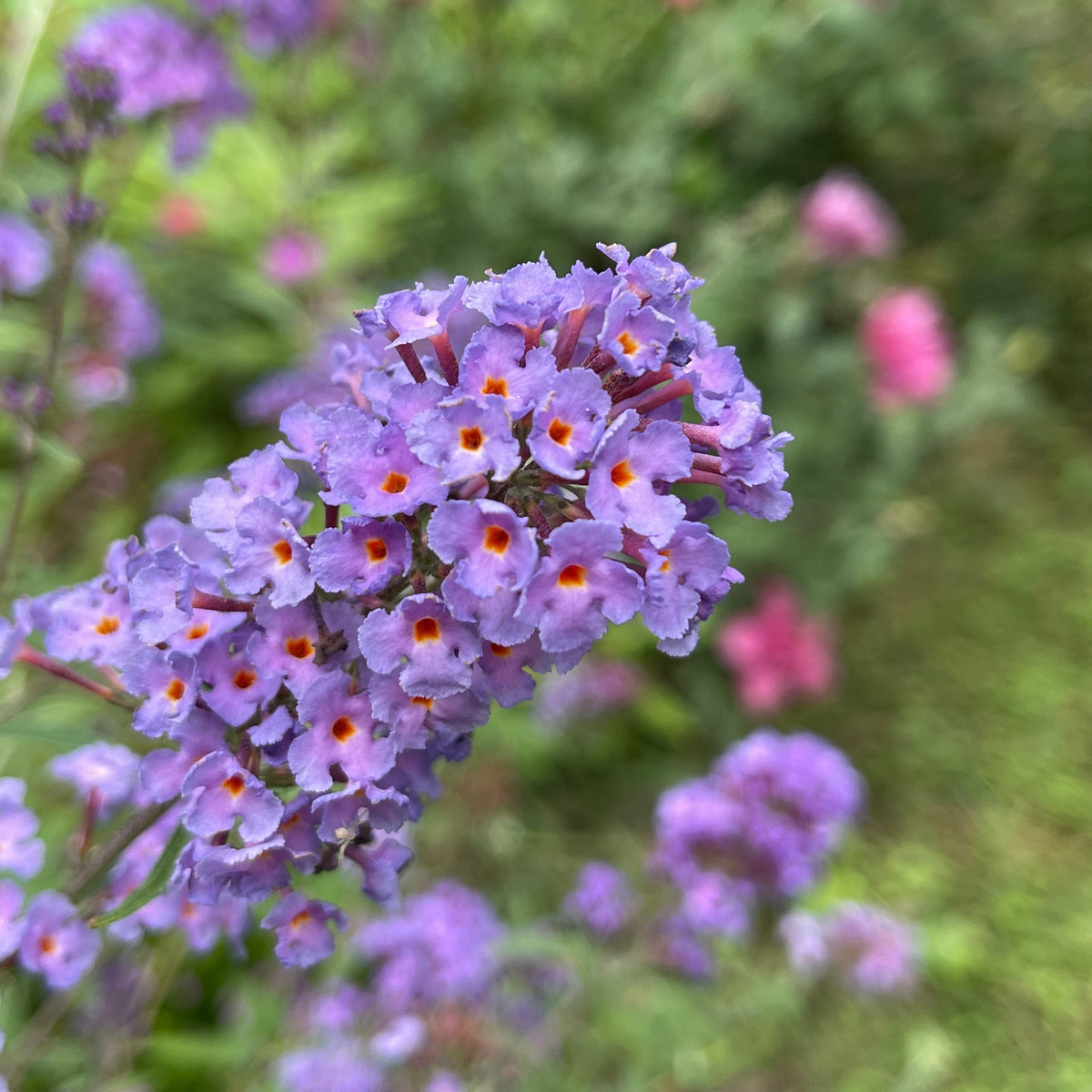 Arbre à papillons Dreaming Lavender - Buddleja dreaming lavender - Willemse