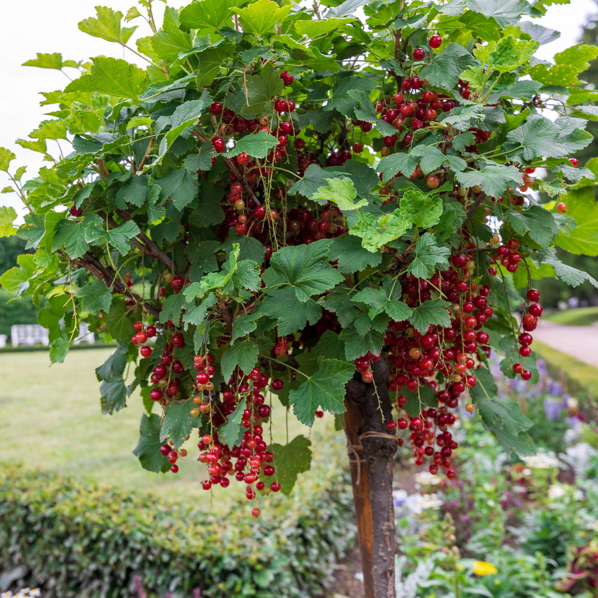 Groseillier rouge sur tige - Ribes rubrum Jonkheer van Tets - Willemse
