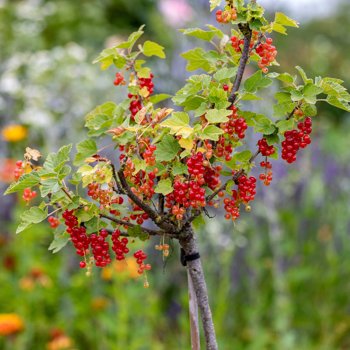 Collection de 2 groseillier et cassis sur tige - Ribes rubrum, nigrum - Willemse