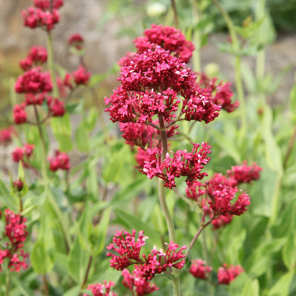 Valériane rouge - Centranthus ruber coccineus - Willemse