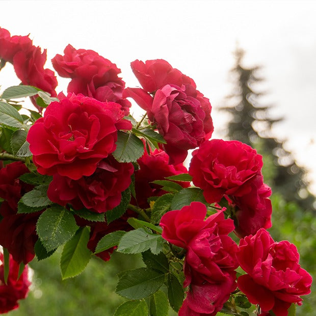 Rosier grimpant rouge - Rosa