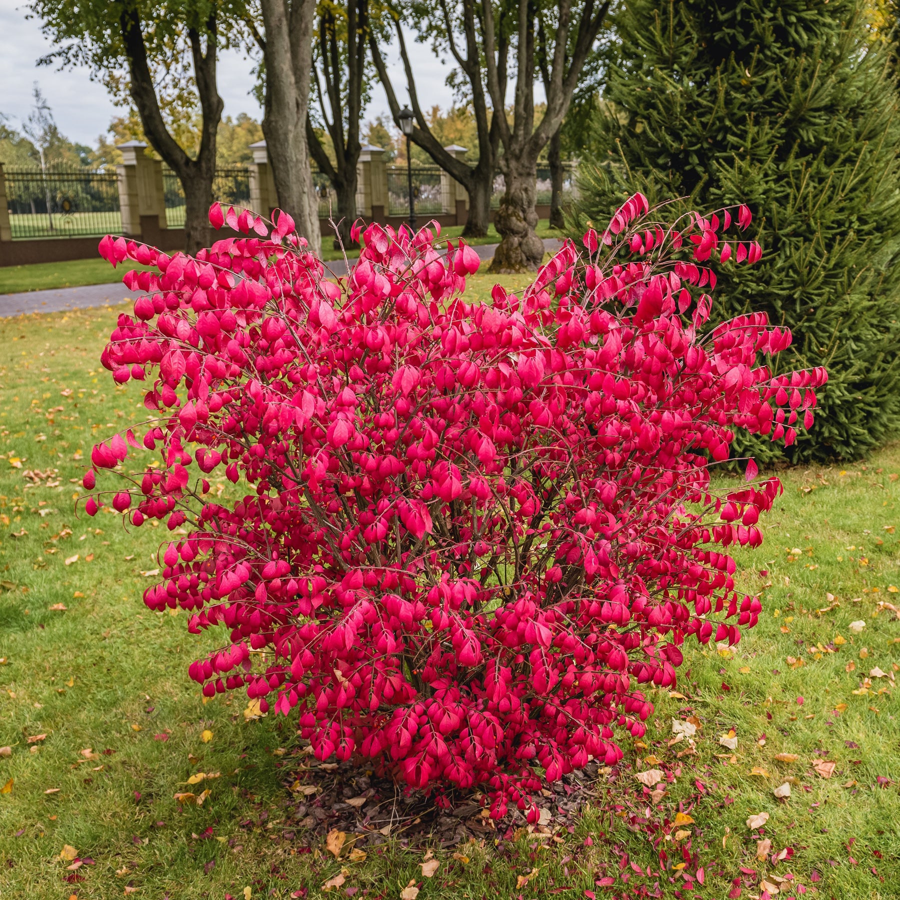 Fusain ailé - Euonymus alatus