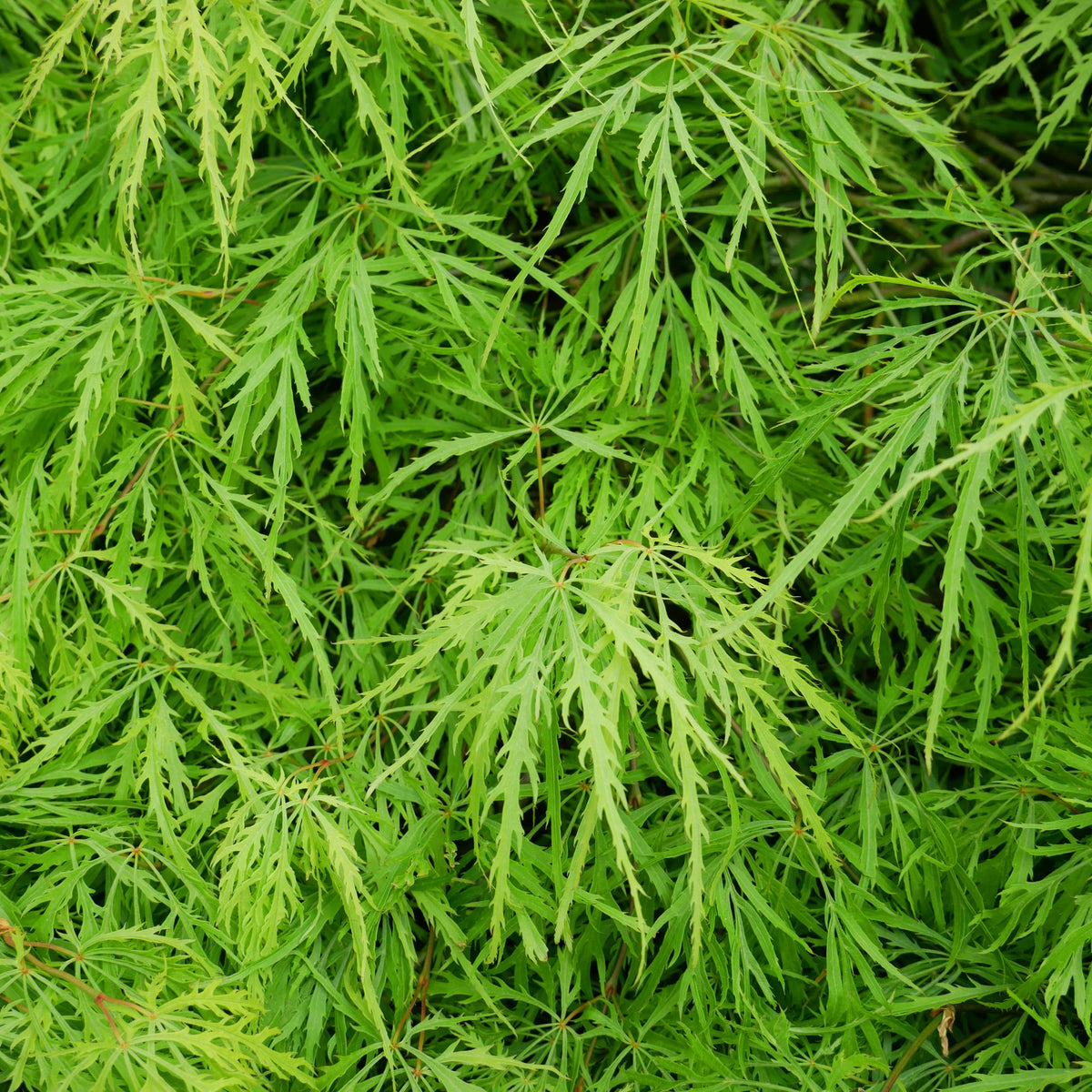 Erable du Japon Emerald Lace - Acer palmatum emerald lace - Willemse