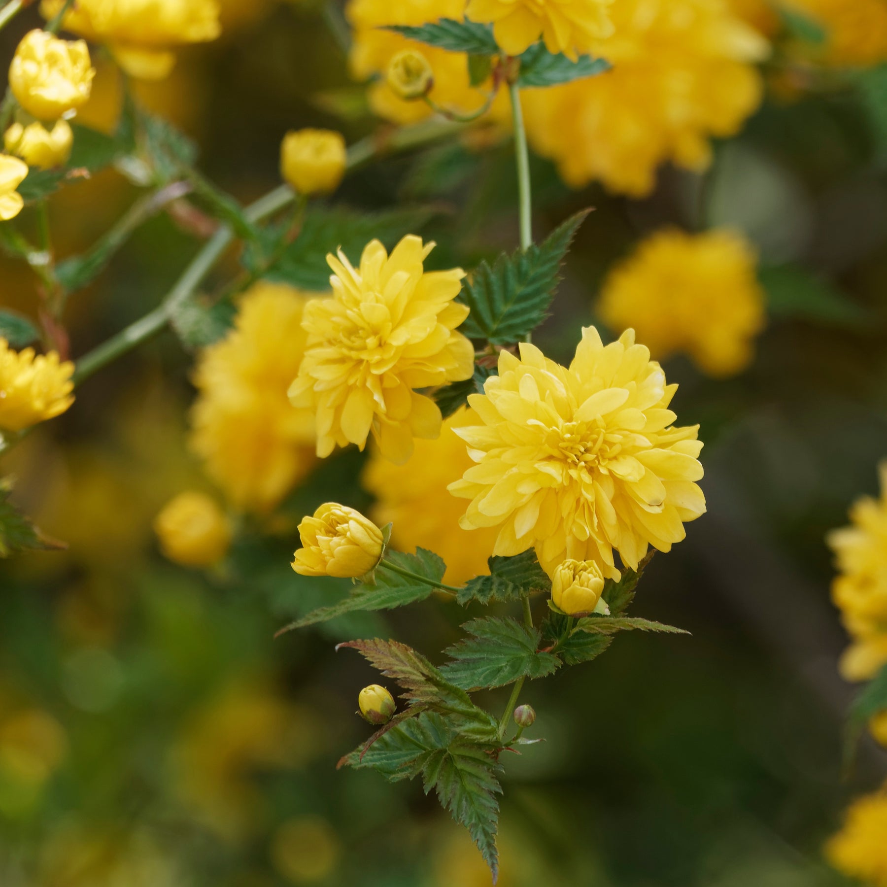 Corête du Japon - Kerria japonica pleniflora