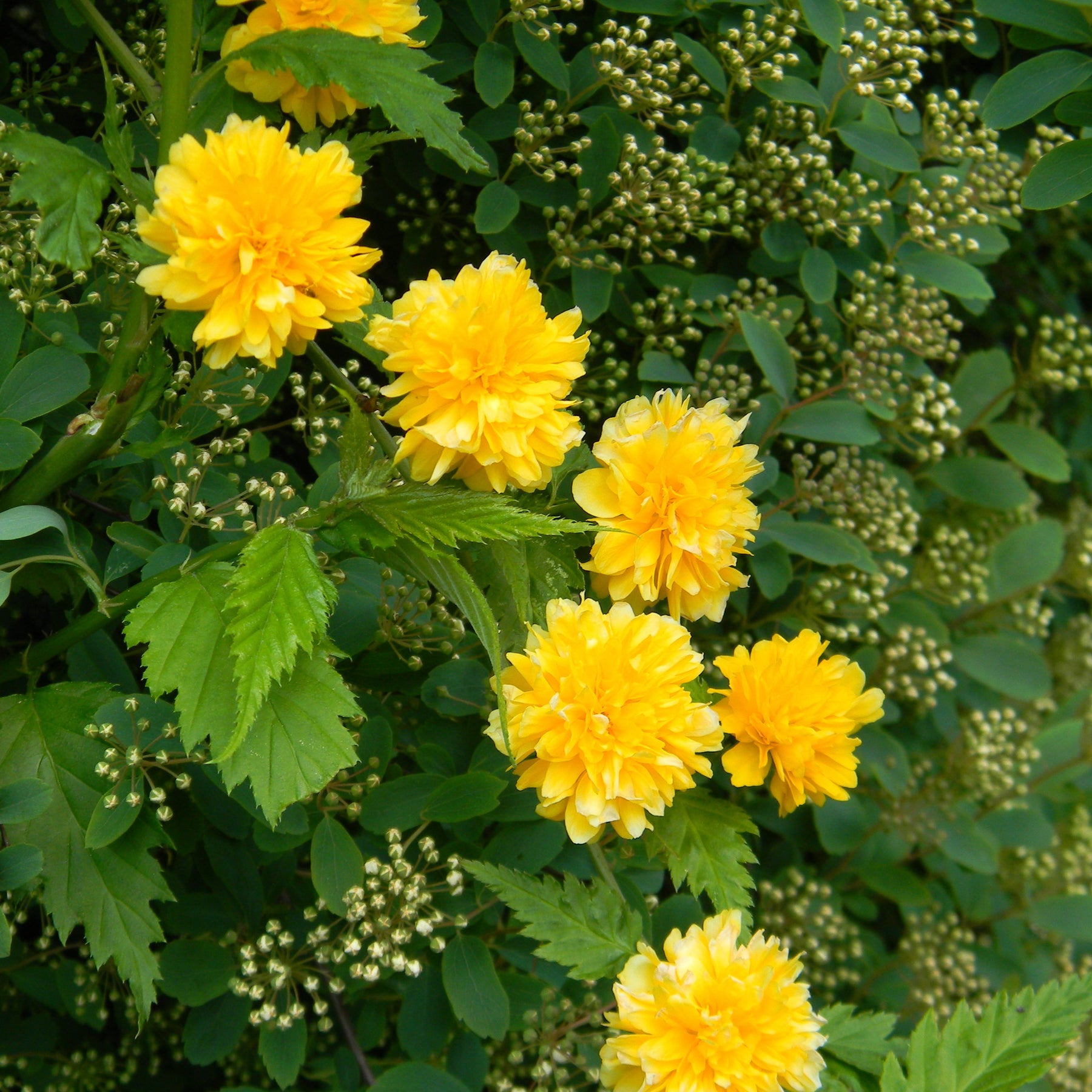 Corête du Japon - Kerria japonica pleniflora