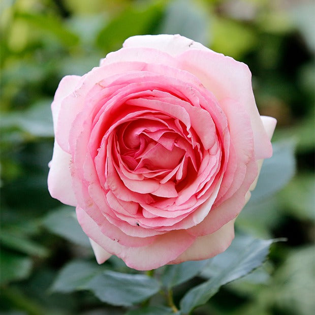 Rosier anglais Her's Ausgreen ® - Rosa her's ausgreen ® (ausblush)