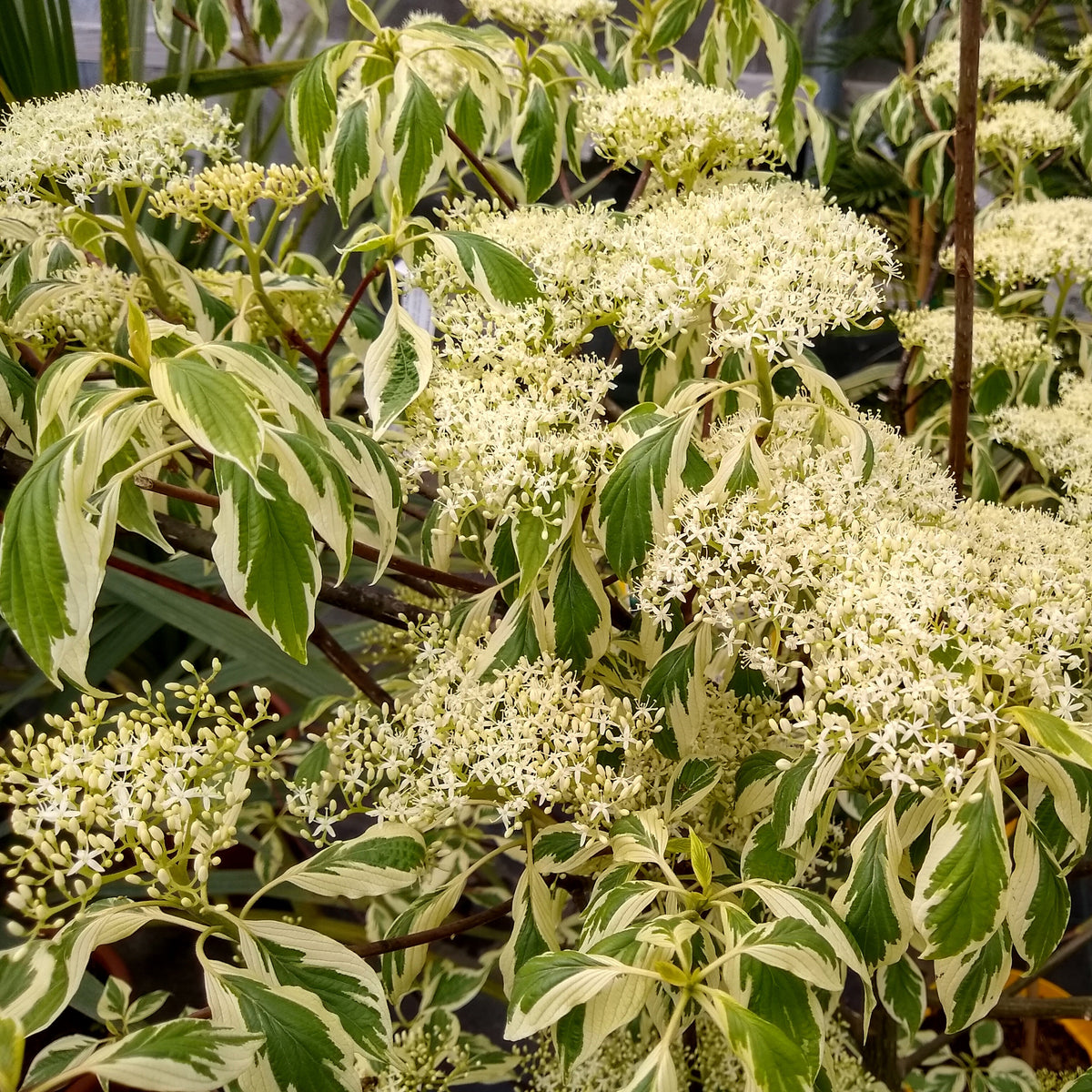 Cornouiller des pagodes panaché - Cornus controversa variegata - Arbustes
