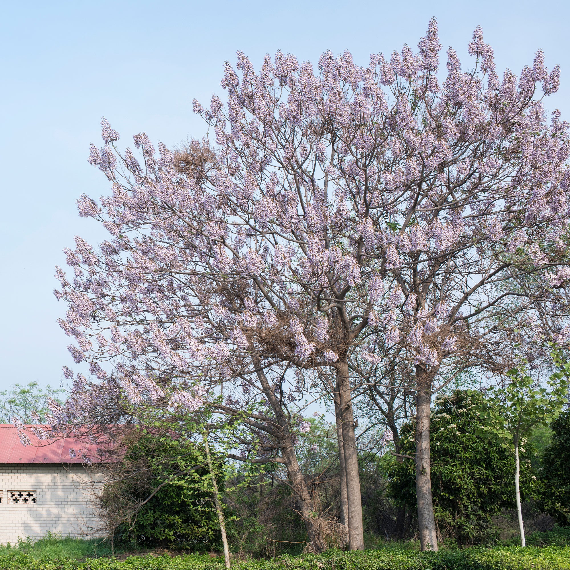 3 Jeunes Paulownia Tomentosa (Arbre Impérial) - À Croissance Rapide Et Résistant Au Froid -28°C