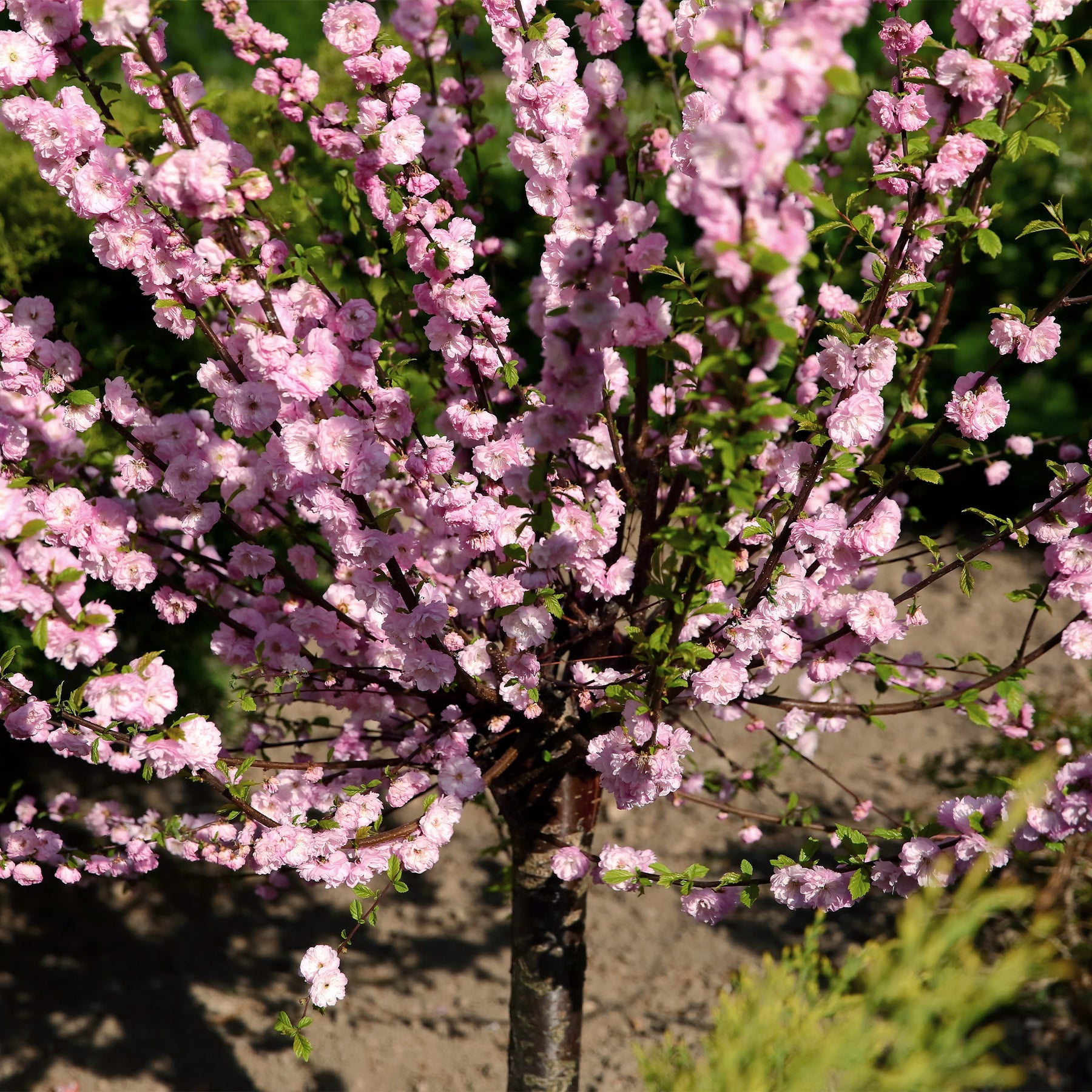 Amandier à fleurs sur tige