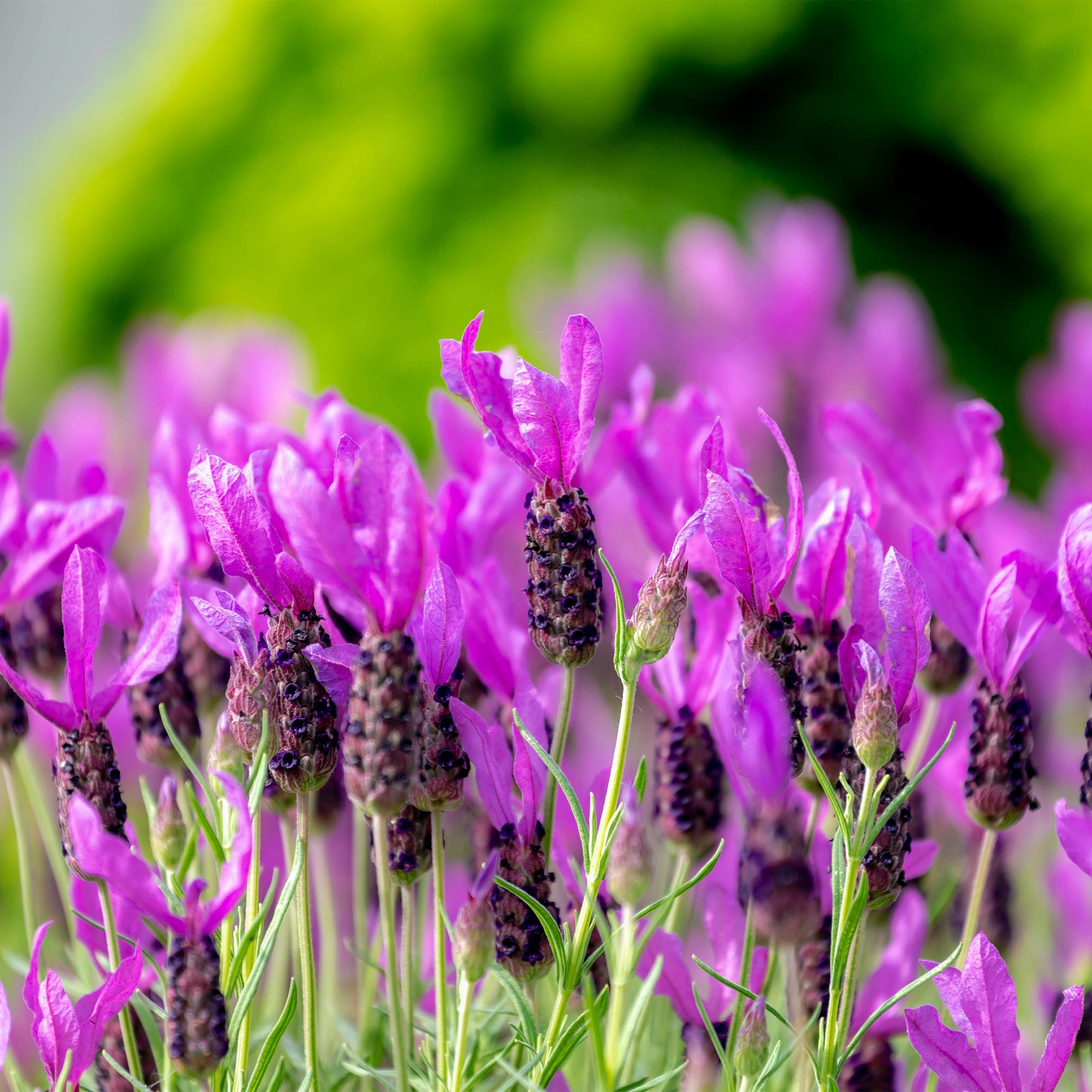 Lavande papillon The Princess ® Lavender - Lavandula stoechas the princess ® lavender 'ib910- - Plantes vivaces