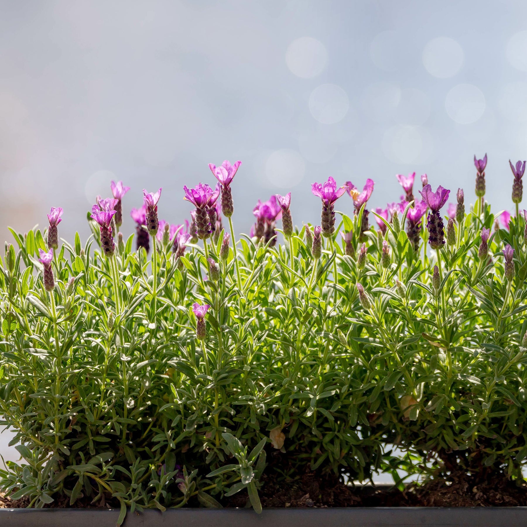 Lavande papillon The Princess ® Lavender - Lavandula stoechas the princess ® lavender 'ib910- - Plantes