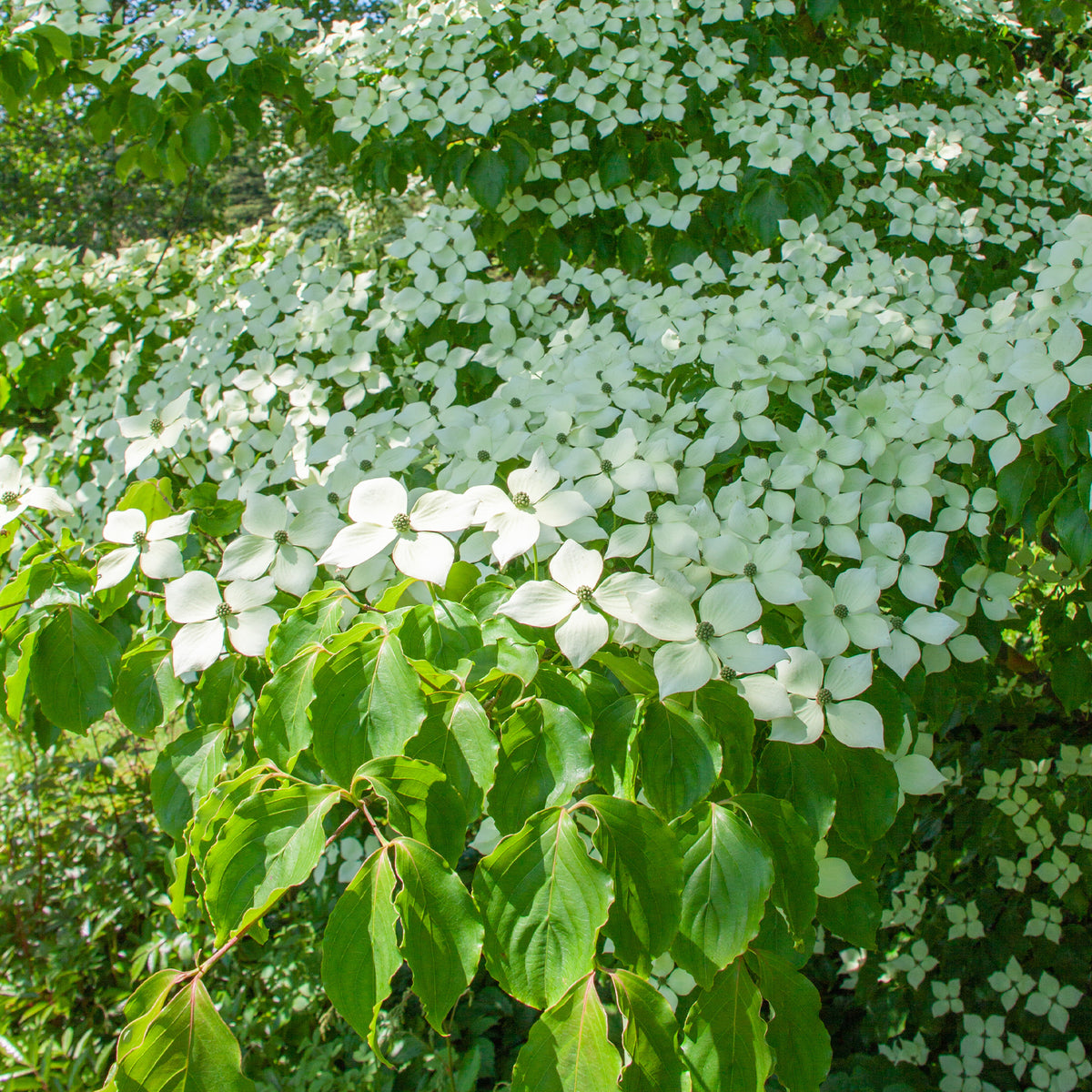 Cornouiller du Japon - Cornus kousa - Willemse