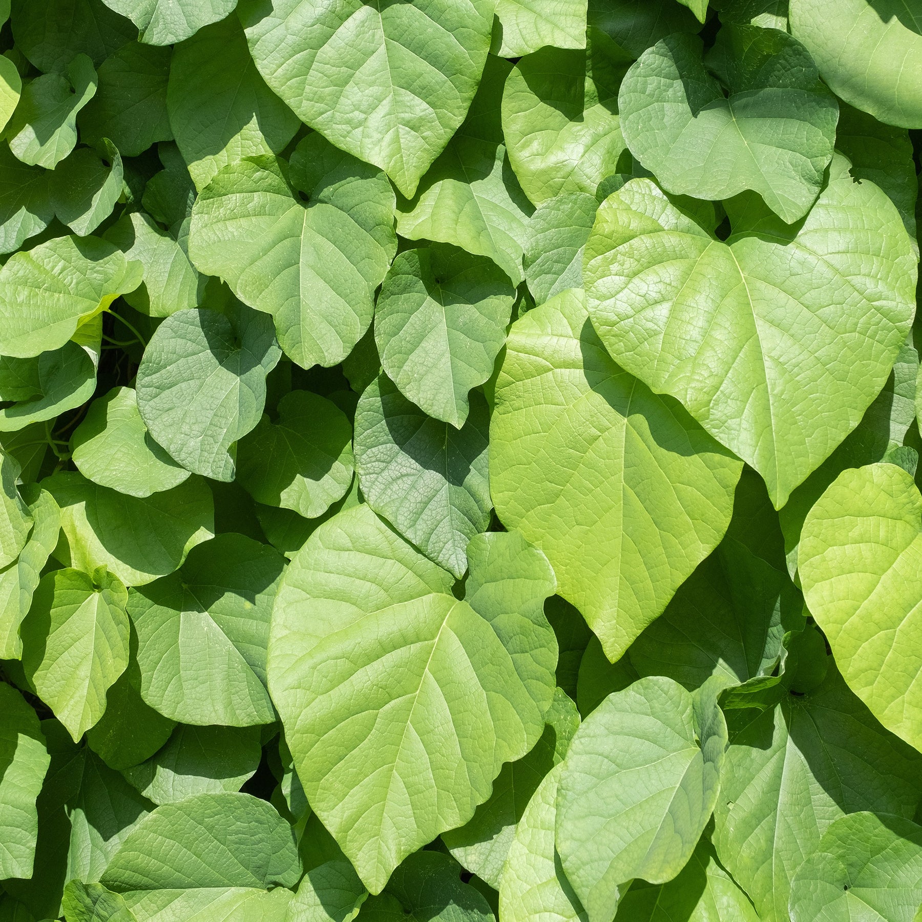 Aristoloche - Aristolochia macrophylla