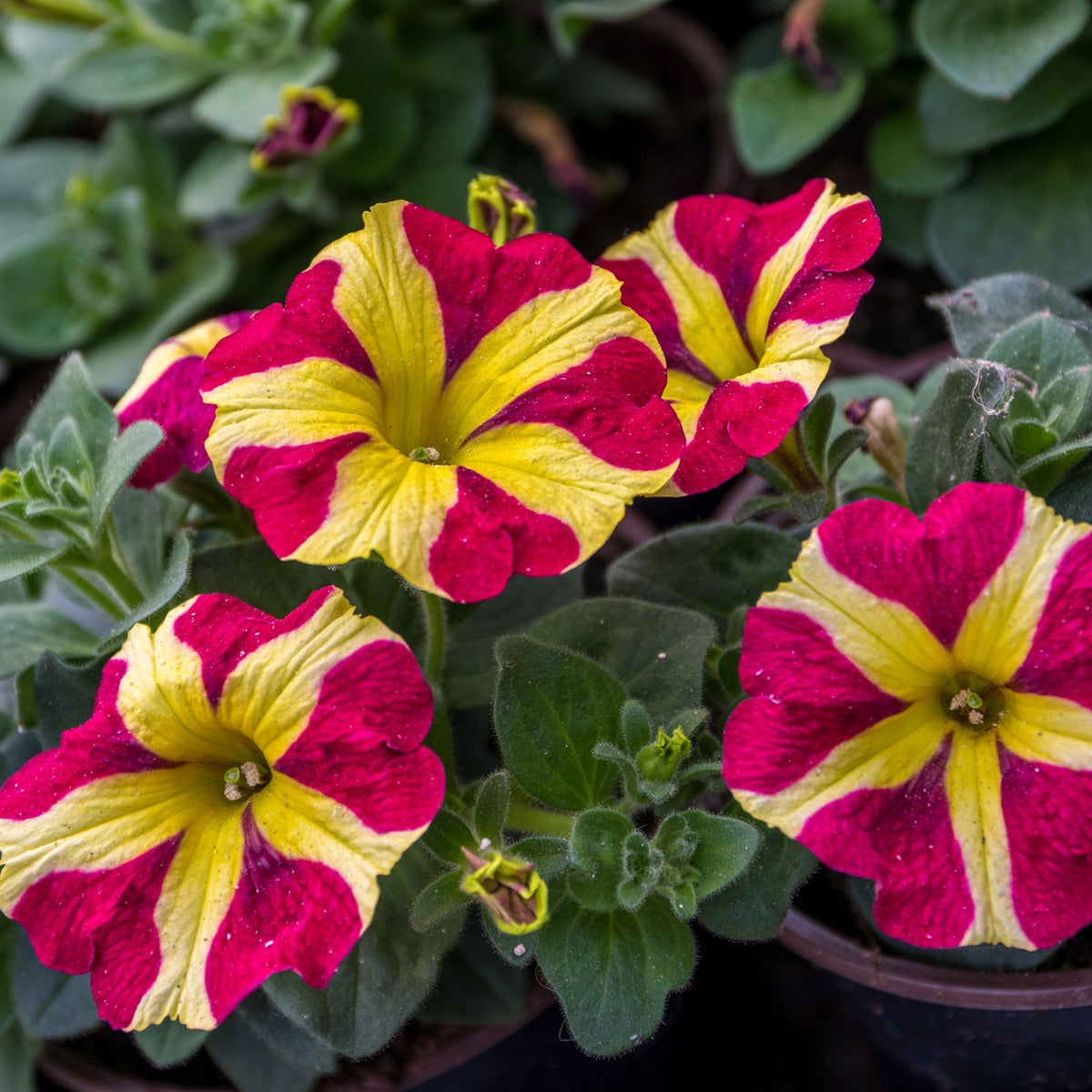 3 Pétunias Amore Reine des cœurs - Petunia amore queen of hearts - Willemse