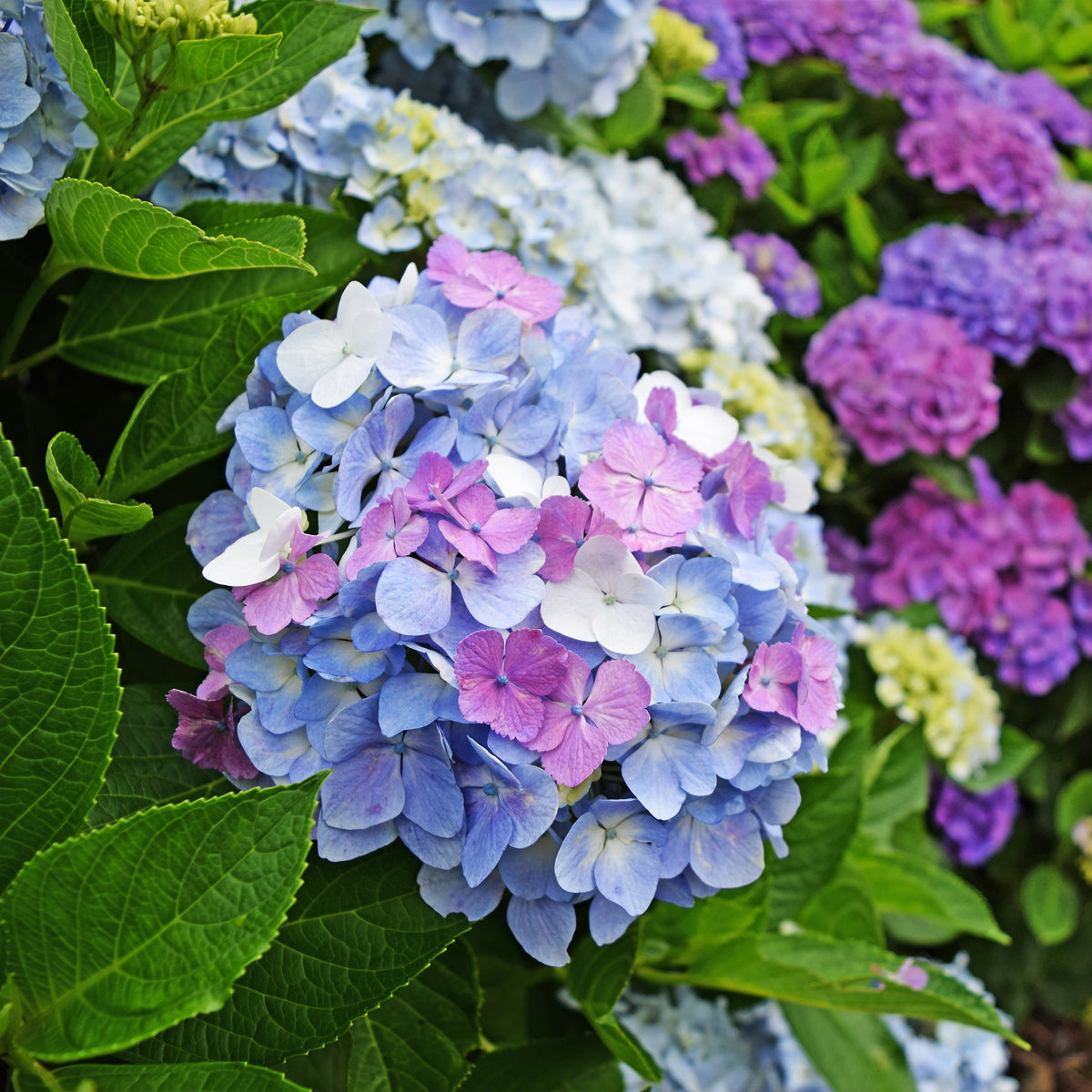 Collection d'Hortensias pour massifs et haies fleuris - 3 arbustes - Hydrangea macrophylla - Willemse